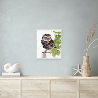 Spotted Owlet