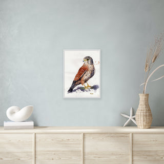 Common Kestrel