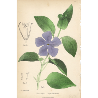 Lavender Efflorescence ( Set of 6)