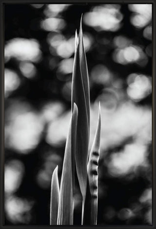 Untitled 8 - Framed