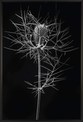 Untitled 11 - Framed