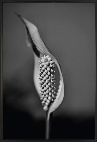 Untitled 29 - Framed