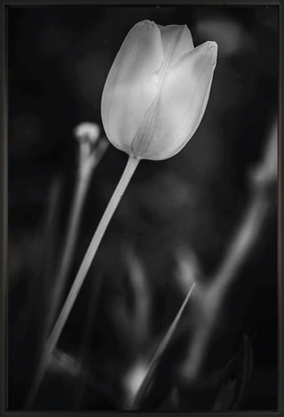Untitled 16 - Framed