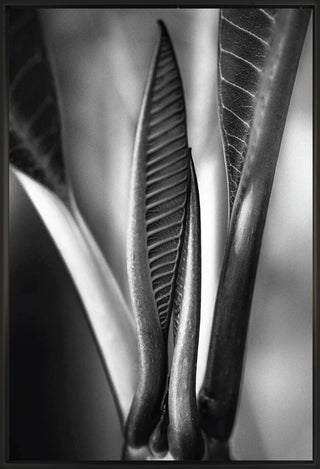 Untitled 1 - Framed
