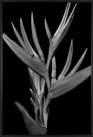 Untitled 57 - Framed