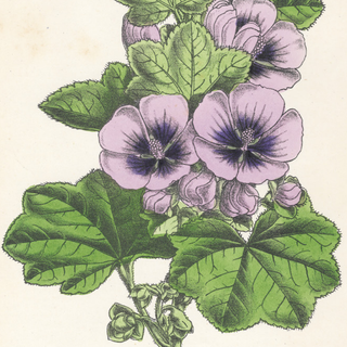 Lavender Efflorescence ( Set of 6)