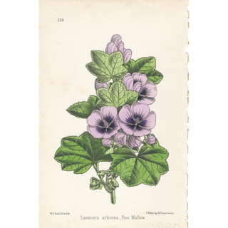 Lavender Efflorescence ( Set of 6)