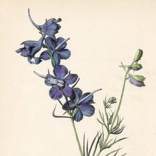 Lavender Efflorescence ( Set of 6)