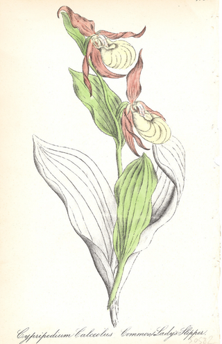 Common Lady's Slipper