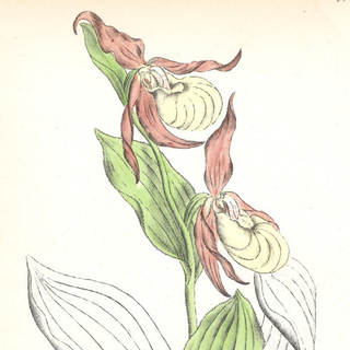 Common Lady's Slipper