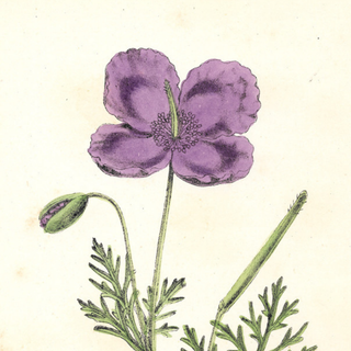 Lavender Efflorescence ( Set of 6)