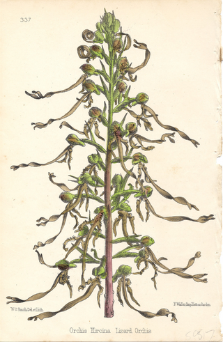 Lizard Orchis