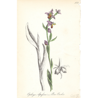 Lavender Efflorescence ( Set of 6)