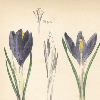 Lavender Efflorescence ( Set of 6)