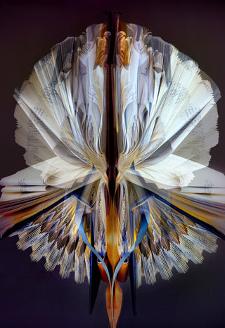 Dianthus Documentum