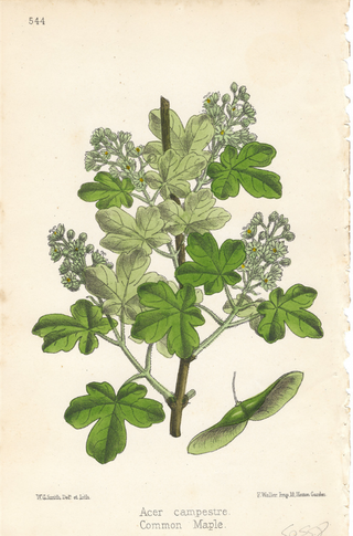 Common Maple