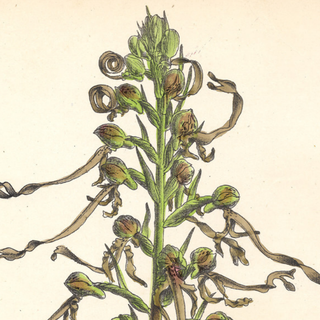 Lizard Orchis