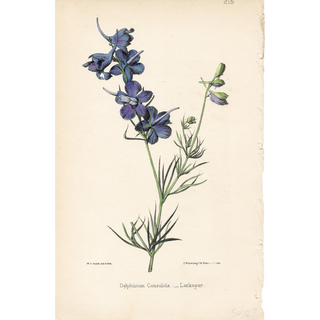 Lavender Efflorescence ( Set of 6)