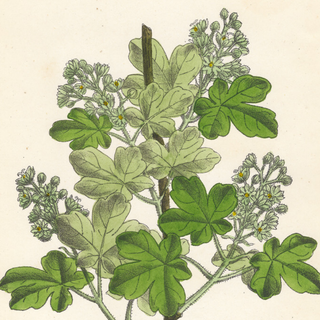 Common Maple