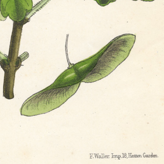 Common Maple