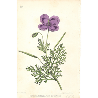 Lavender Efflorescence ( Set of 6)