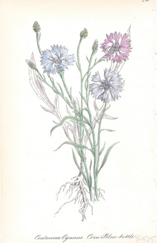 Corn Blue bottle