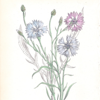 Corn Blue bottle