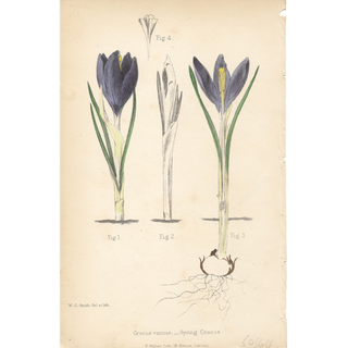Lavender Efflorescence ( Set of 6)