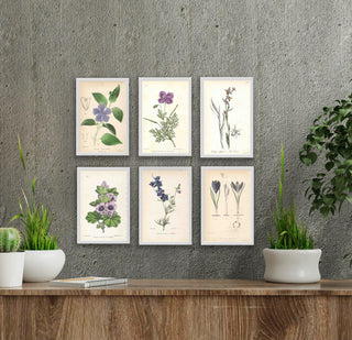 Lavender Efflorescence (Set of 6)