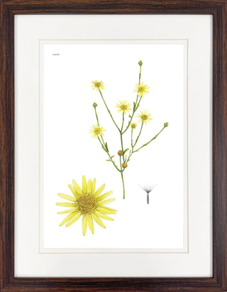 Sonela - Framed