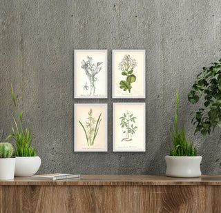 White Florals (Set of 4)