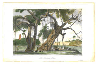 The Banyan Tree