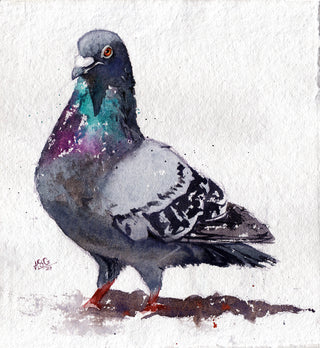 Blue Rock Pigeon