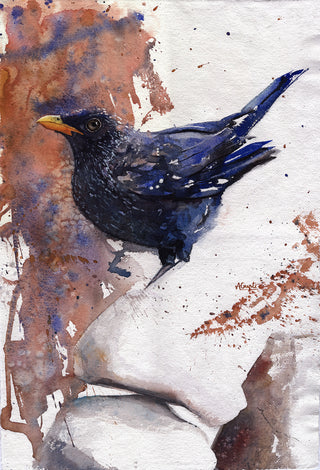 Blue Whistling Thrush (Framed)