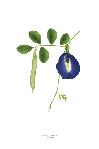 BLUE BUTTERFLY PEA