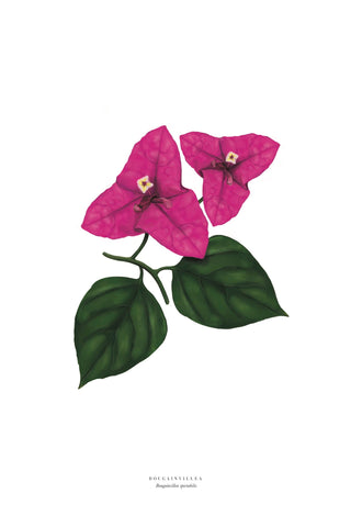 BOUGAINVILLEA