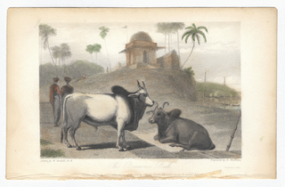 The Brahminee Bull