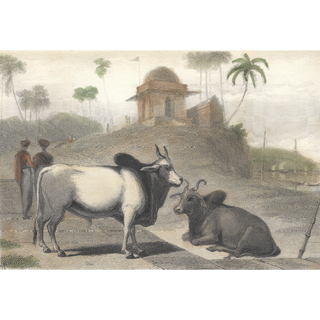 The Brahminee Bull
