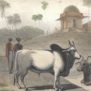 The Brahminee Bull