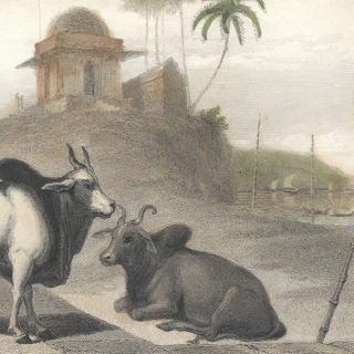 The Brahminee Bull