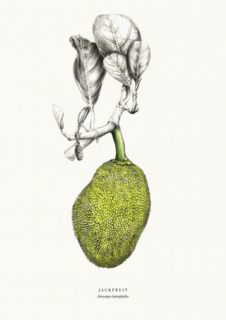 Jackfruit