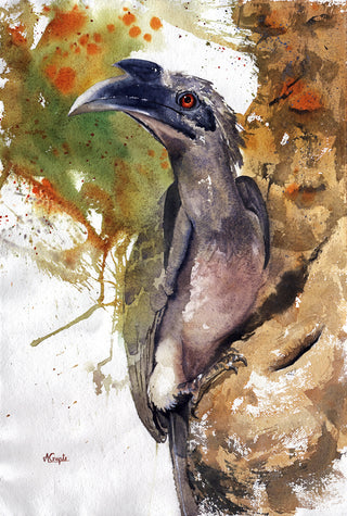 Grey Hornbill - Framed