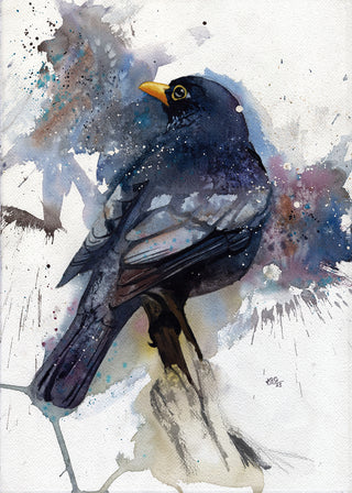 Grey-Winged Blackbird (Framed)