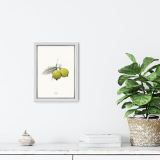 Guava