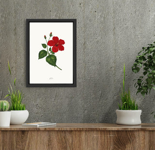 Hibiscus