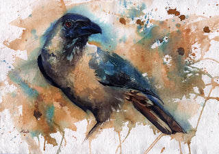 House Crow