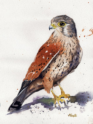 Common Kestrel