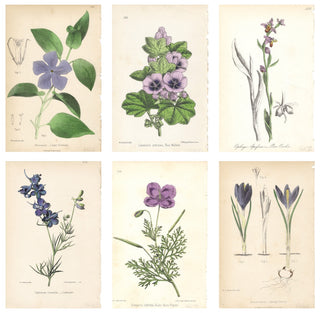 Lavender Efflorescence ( Set of 6)