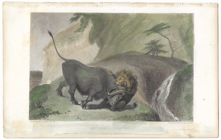 Lion and Buffalo