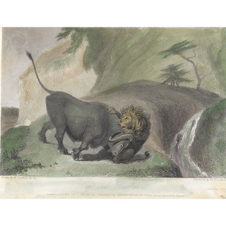 Lion and Buffalo